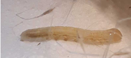 /ARSUserFiles/oirp/OBCL/OBCL Research Highlights/images/March 2023/larva moth v3.png